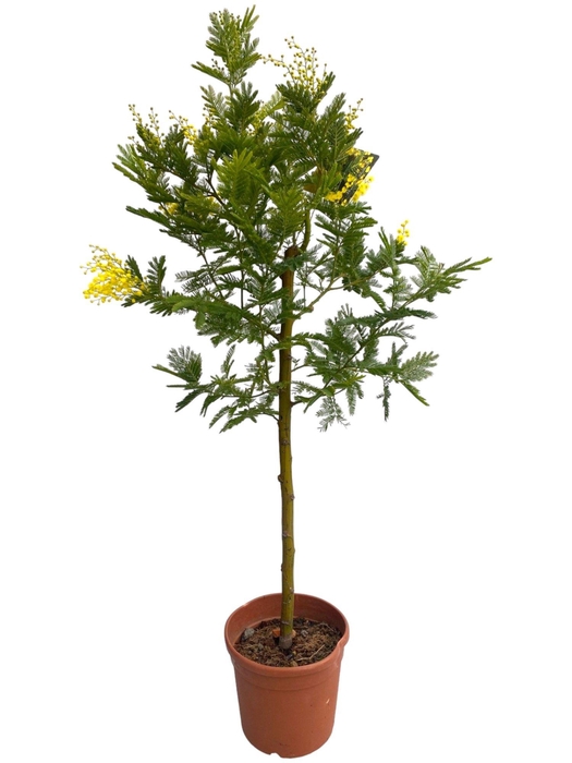ACACIA PARADOXA