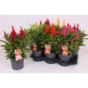 Celosia argentea Plumosa Grp Kelos Fire Gemengd