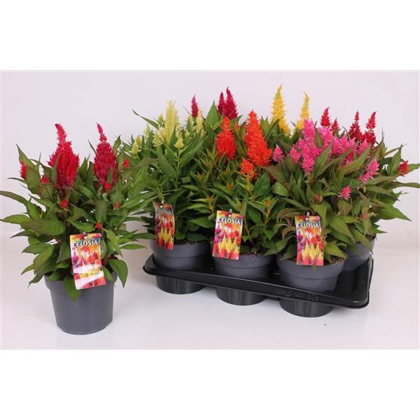 <h4>Celosia argentea Plumosa Grp Kelos Fire Gemengd</h4>
