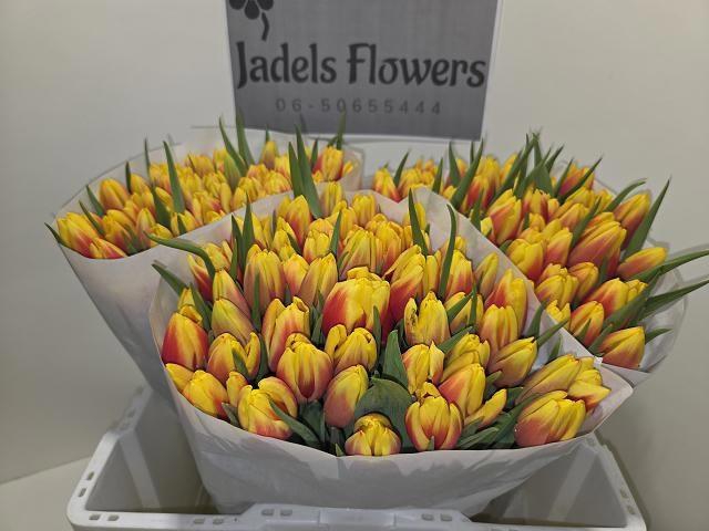 <h4>TU EN JAN SEIGNETTE</h4>