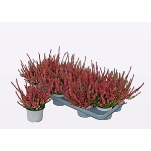 CALLU WIBOS ROT