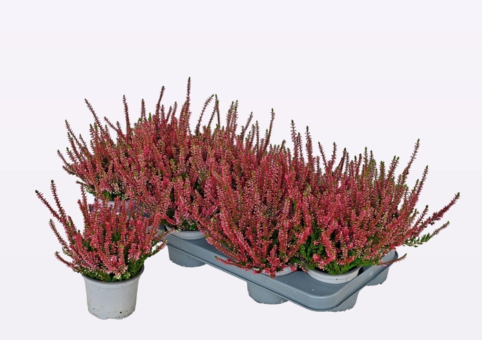 <h4>CALLU WIBOS ROT</h4>