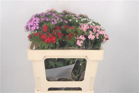 <h4>Di Barb Breanthus Mixed William</h4>