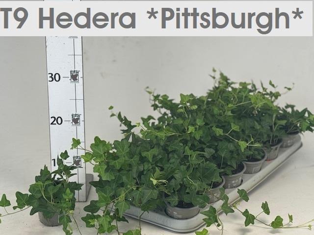 <h4>HED HE PITTSBURGH</h4>