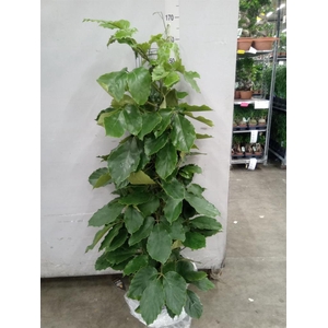 Tetrastigma voinierianum