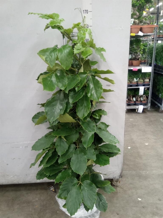 <h4>Tetrastigma voinierianum</h4>