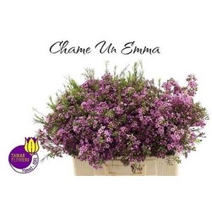 Chame Un Emma