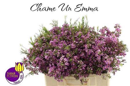 <h4>Chame Un Emma</h4>