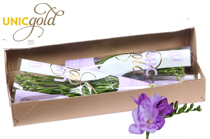 <h4>UG Barendse - Blue Bayou box</h4>