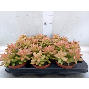 Sedum   ...