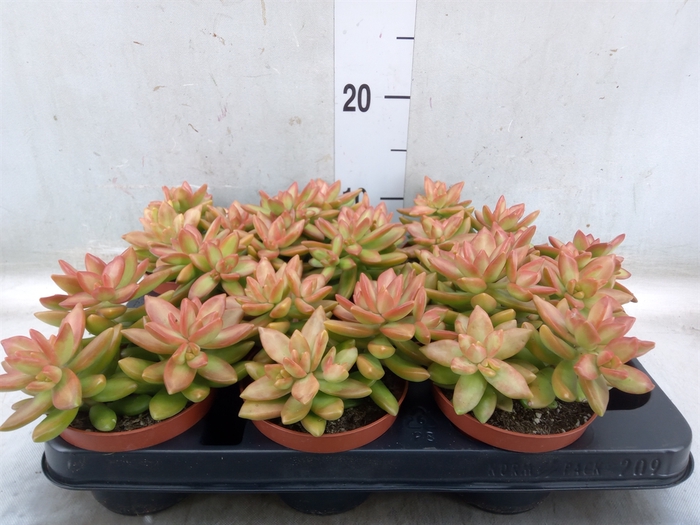 <h4>Sedum   ...</h4>