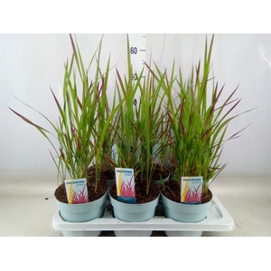Imperata cyl. Red Baron