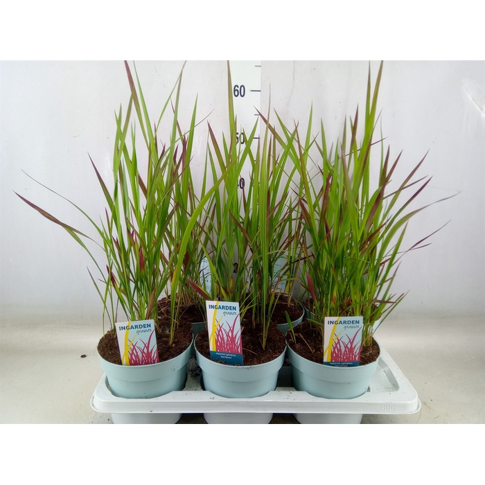 <h4>Imperata cyl. Red Baron</h4>