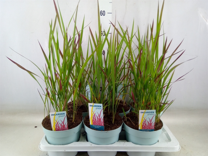 Imperata cyl. Red Baron