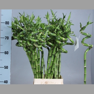 DRAC LUCKY BAMBOO