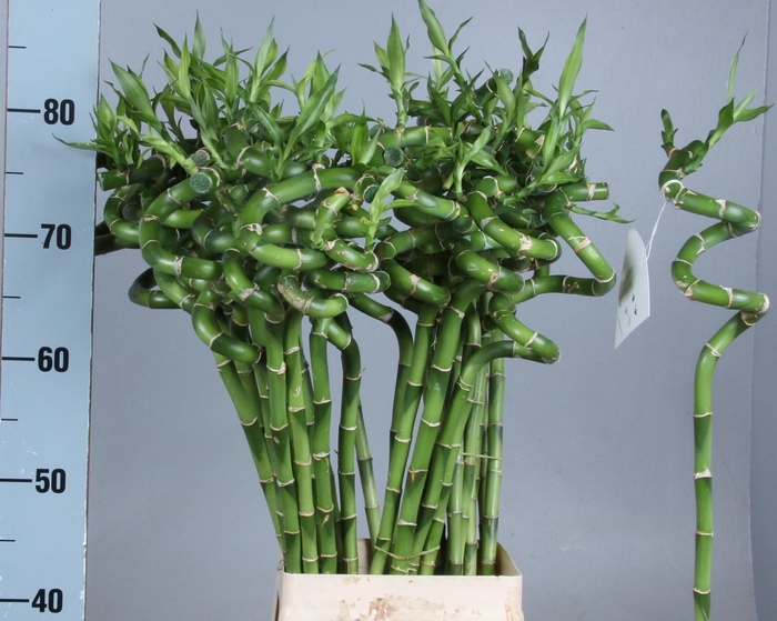<h4>DRAC LUCKY BAMBOO</h4>