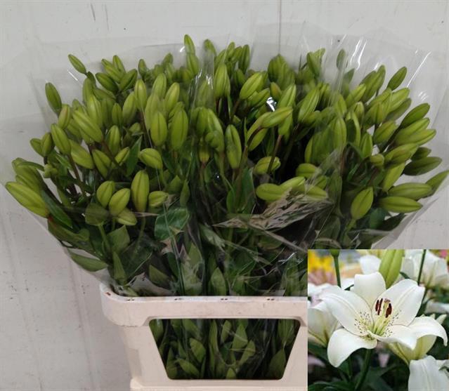 <h4>LI LA EYELINER</h4>