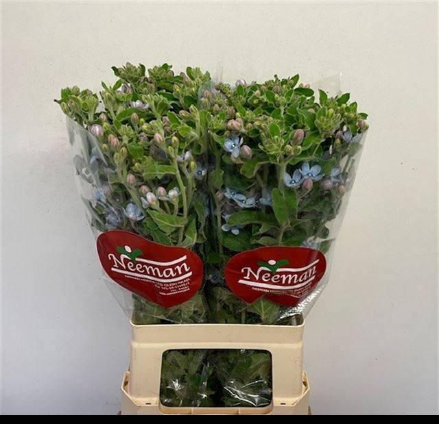 <h4>OXY CO TAN PURE BLU</h4>