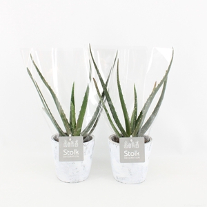Aloe Vera 10,5 in White Wash pot