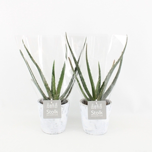 Aloe Vera 10,5 in White Wash pot