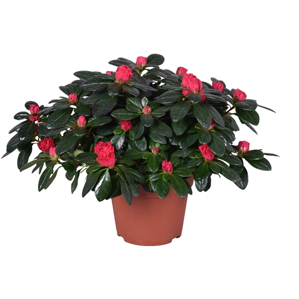 <h4>Azalea 'Otto' rood 13cm</h4>