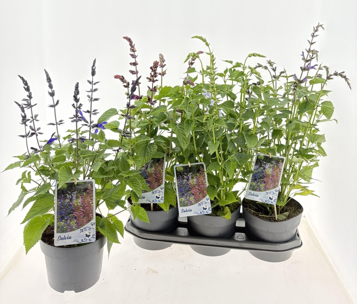 <h4>SALVIA SALGOON GEM</h4>