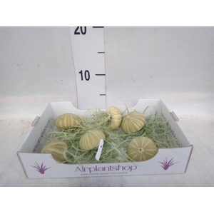 Tillandsia usneoides