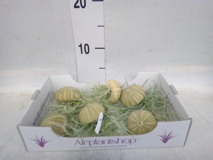 <h4>Tillandsia usneoides</h4>