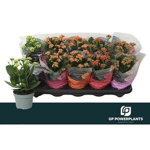 KAL GE PERF GEM 5 KL