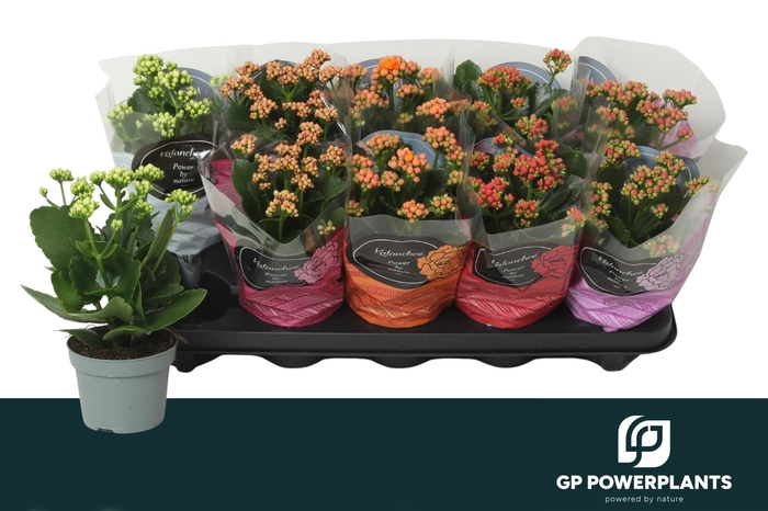 <h4>KAL GE PERF GEM 5 KL</h4>