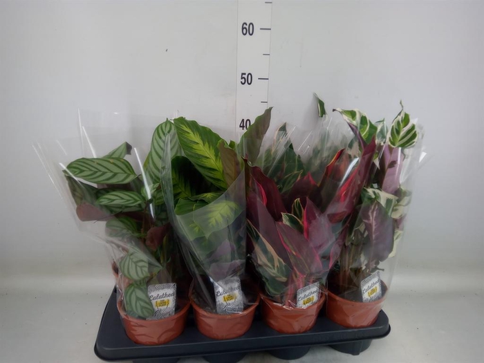 <h4>Calathea ...mix 3</h4>