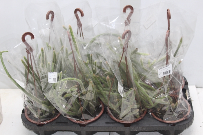 <h4>CACTUS RABO DE RATO C13</h4>