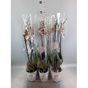 Phalaenopsis   ...