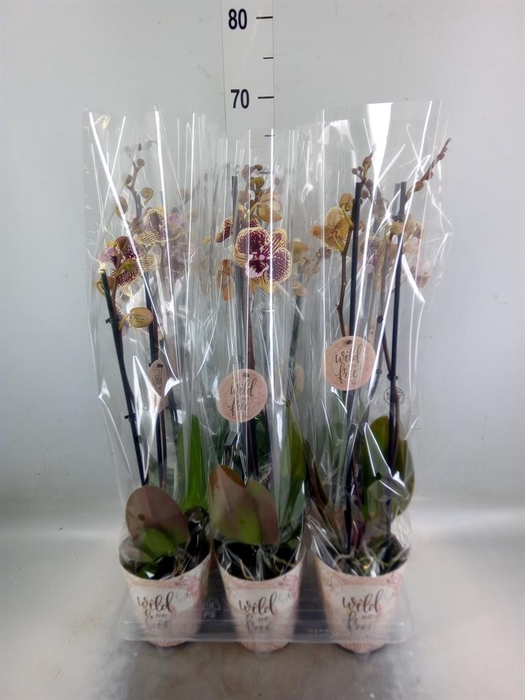 <h4>Phalaenopsis   ...</h4>
