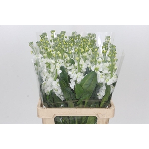 Matthiola Iron White