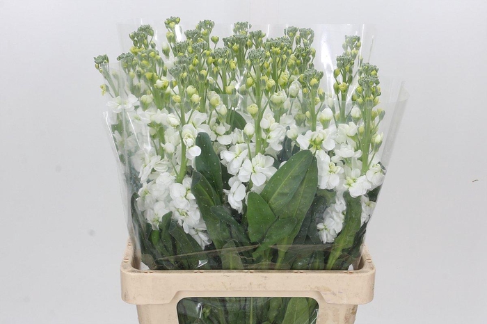 <h4>Matthiola Iron White</h4>