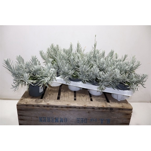 arr8 Lavan Angustifolia