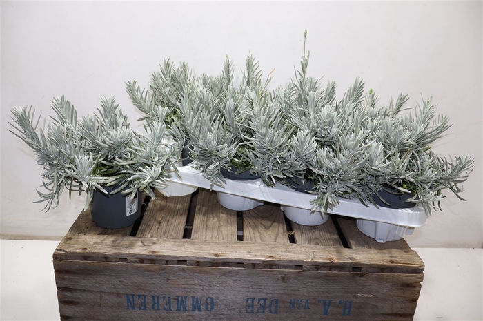 <h4>arr8 Lavan Angustifolia</h4>