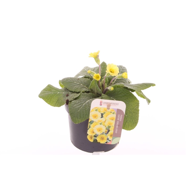<h4>Primula elatior Veristar Lemon</h4>
