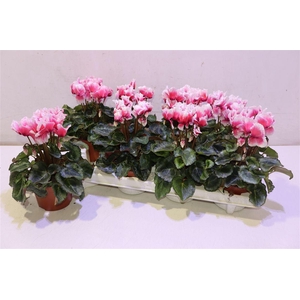 Cycl Md Abanico Red White