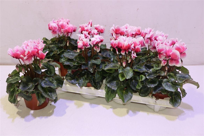 <h4>arr8 Cycl Md Abanico Red White</h4>