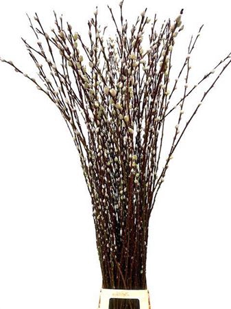 <h4>Salix Wilgenkatjes</h4>