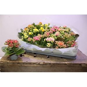 arr8 Kal Ge Rf Gem 5 Kl