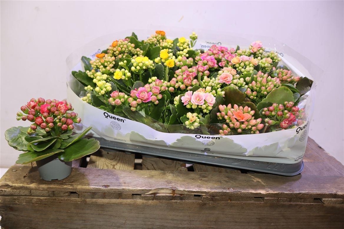 <h4>Kal Ge Rf Gem 5 Kl</h4>