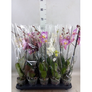 Phalaenopsis   ...mix