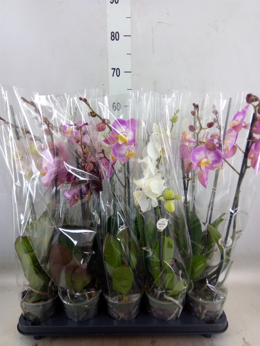 <h4>Phalaenopsis   ...mix</h4>