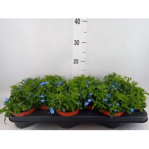 Lobelia erin. 'LagunSemTr Sky Blue'