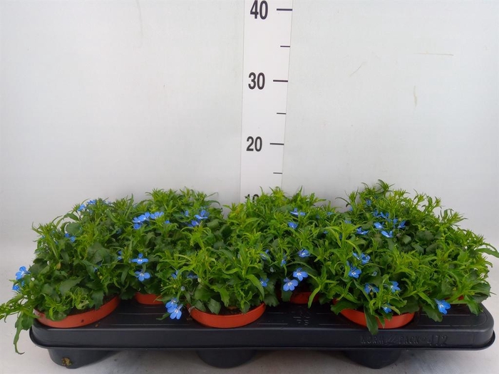 <h4>Lobelia erin. 'LagunSemTr Sky Blue'</h4>