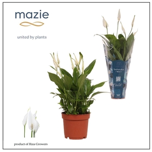Spathiphyllum 13 cm Bellini Mazie