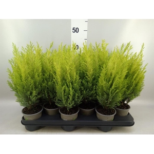 Chamaecyparis laws. 'Ellwoods Emp'